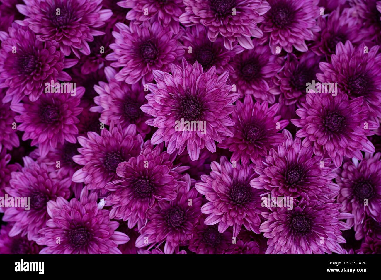 Schöne lila Chrysanthemen Blumen Hintergrund. Makrofoto von oben aufgenommen Stockfoto