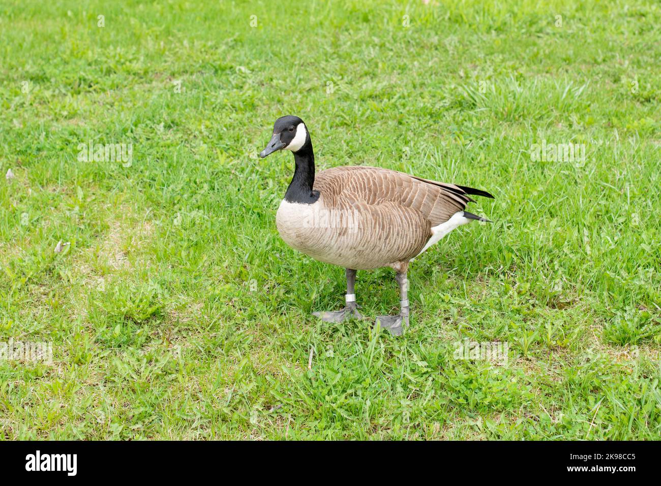 Ein erwachsener Wildgans-Vogel steht auf einem grünen Gras. Der große Vogel hat braune, schwarze und weiße Federn. Mit einem langen schwarzen Hals. Stockfoto