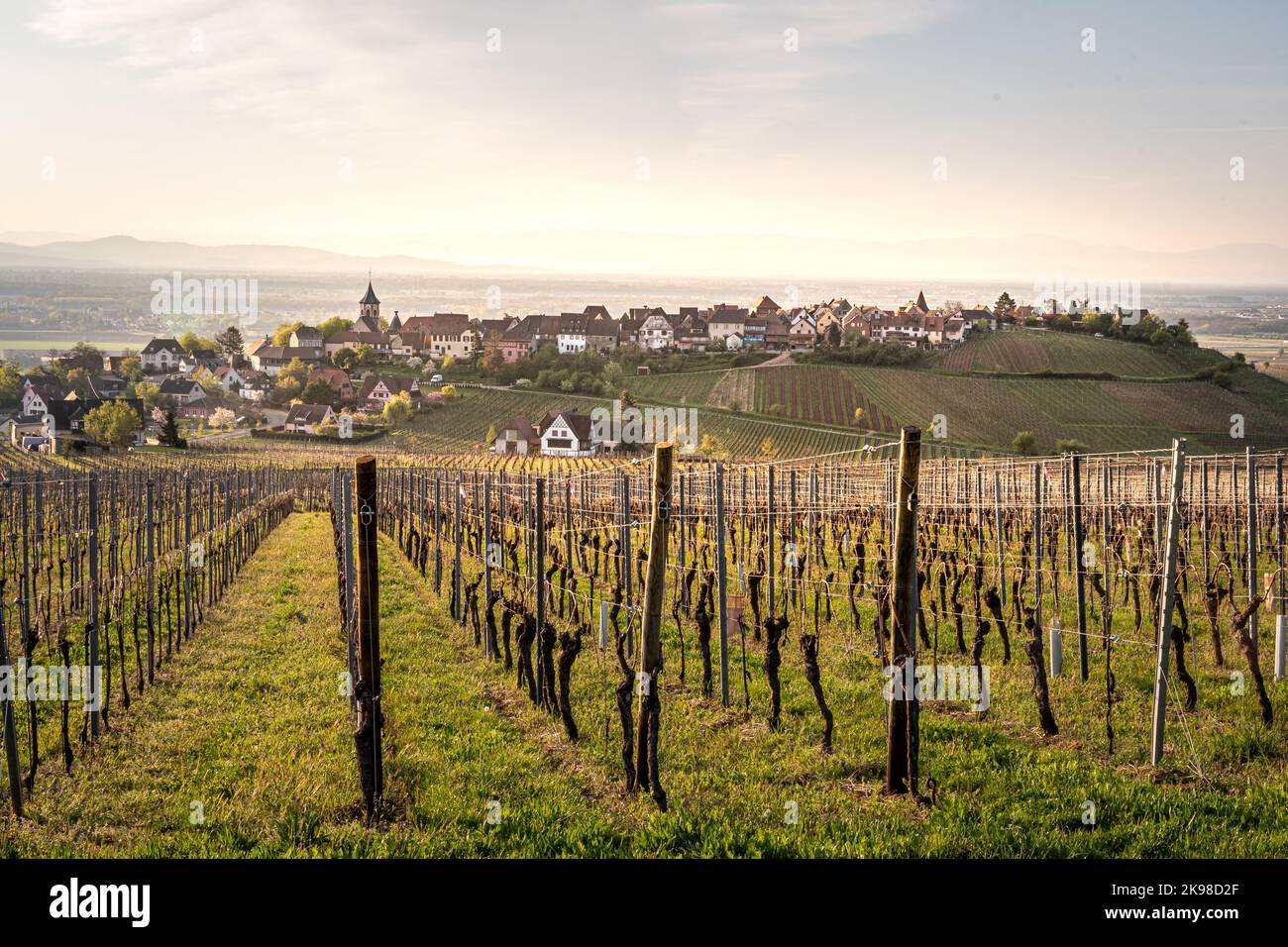 Traditioneller Weinberg in Riquewihr im Elsass im Departement Haut-Rhin der Region Grand Est in Frankreich Stockfoto