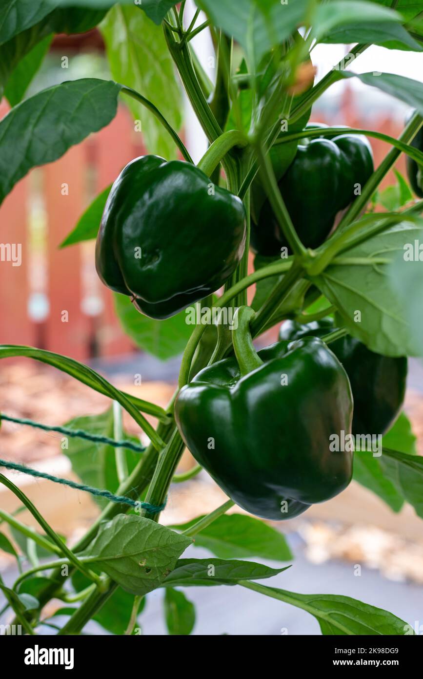 Eine Nahaufnahme von frischen, saftig grünen Paprika, die auf einer Pflanze in einem Gewächshaus wächst. Das große ganze Bio-Gemüse hat eine dicke, sattgrüne Haut. Das rohe oder Stockfoto