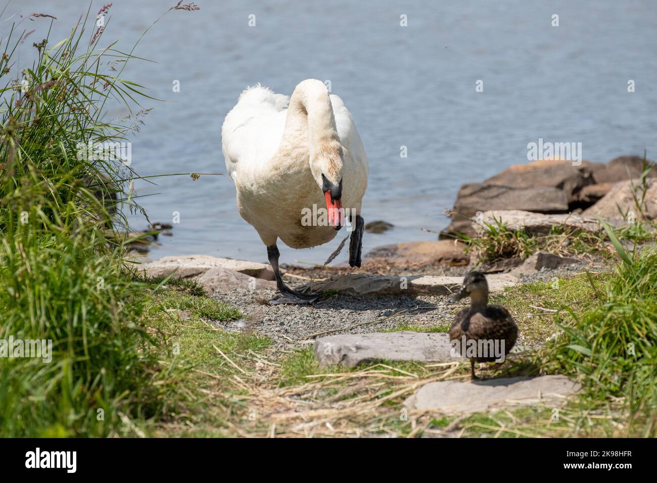 Eine Nahaufnahme eines schönen, eleganten, weißen Cygnet-Schwans, der an einem Flussufer einer Stockente hinterherjagt. Der Hals des Schwans ist nach vorne gebeugt und sieht gemein aus. Stockfoto