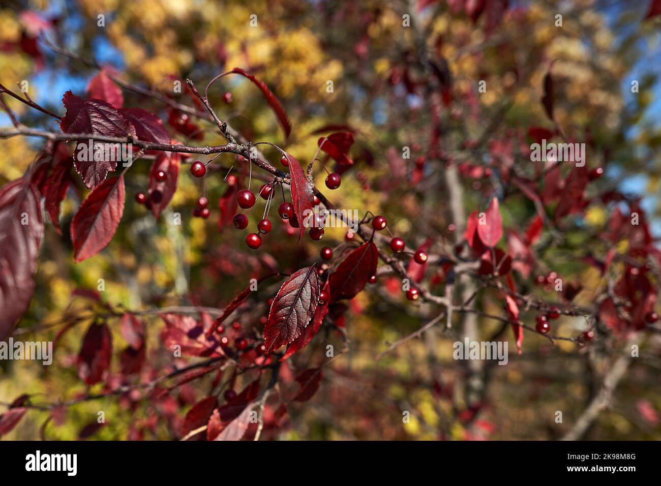 Herbstgärten in Chicago Stockfoto