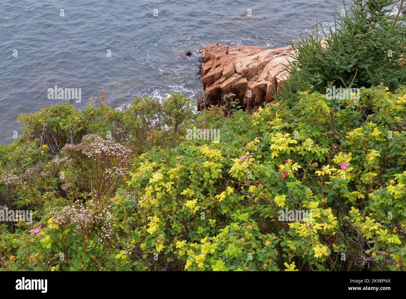 Acadia National Park, Maine, USA. Wildblumen oben bilden einen weichen Kontrast zur felsigen Küste entlang des Bass Harbor Head. Stockfoto