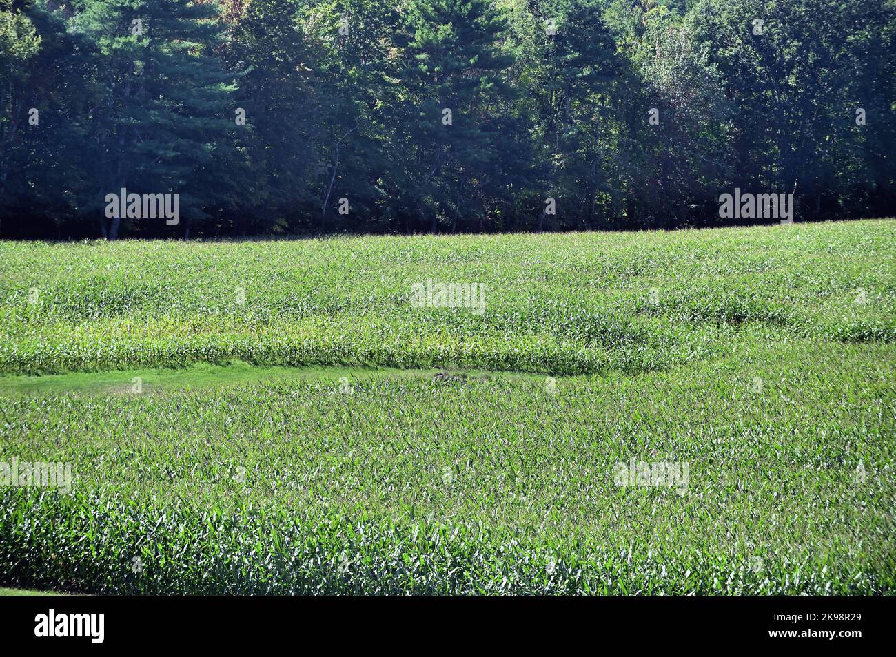 Kittery, Maine, USA. Ein Meer von reifen Maisstielen schwankt in der Brise in einem Maisfeld im südlichen Maine. Stockfoto