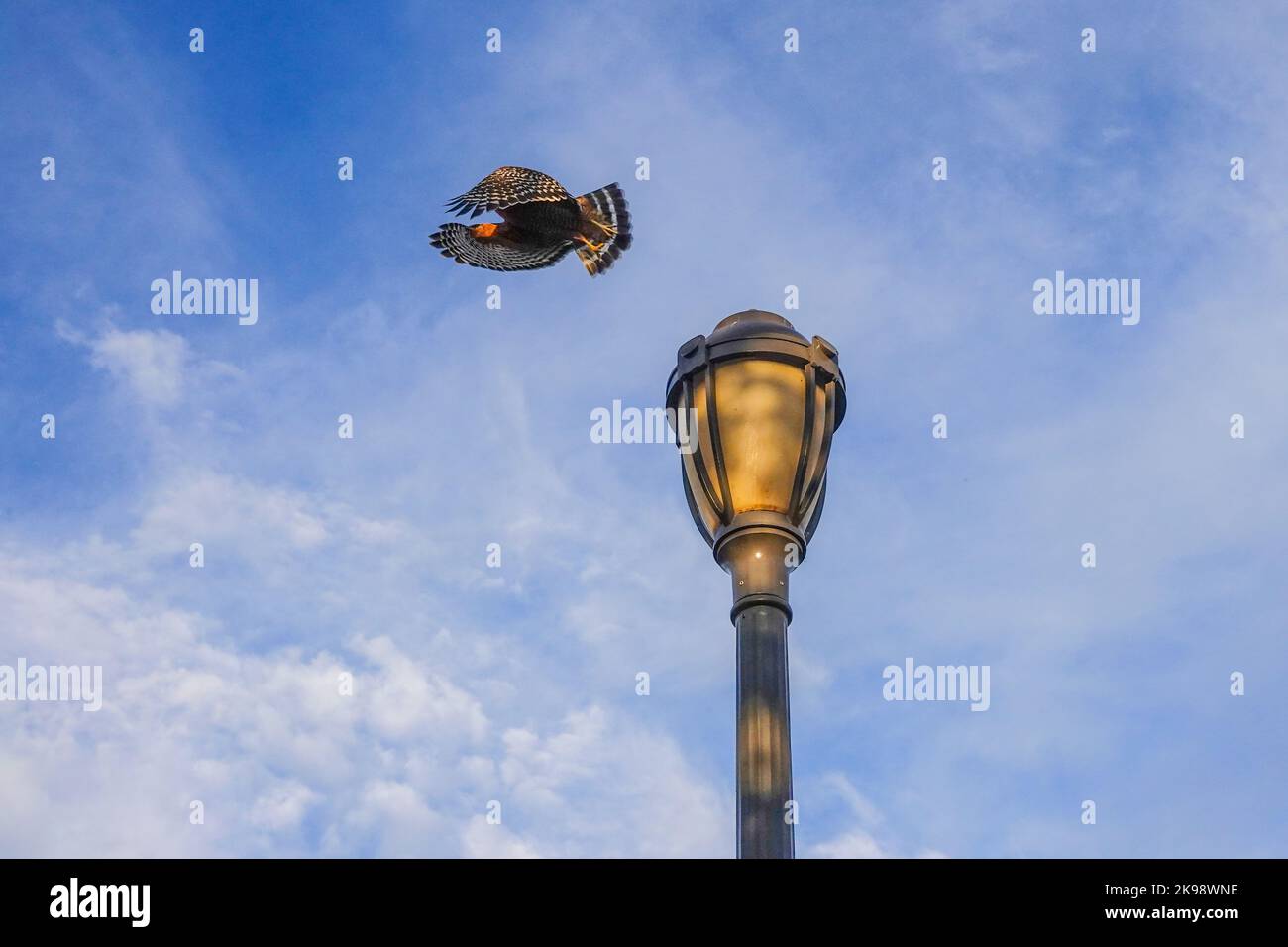 Red shouldered Hawk ( Buteo lineatus ) im Flug. Irvine California, USA Stockfoto