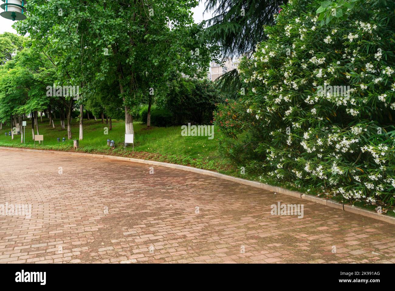 Bäume des Parks an sonnigen Tagen Stockfoto
