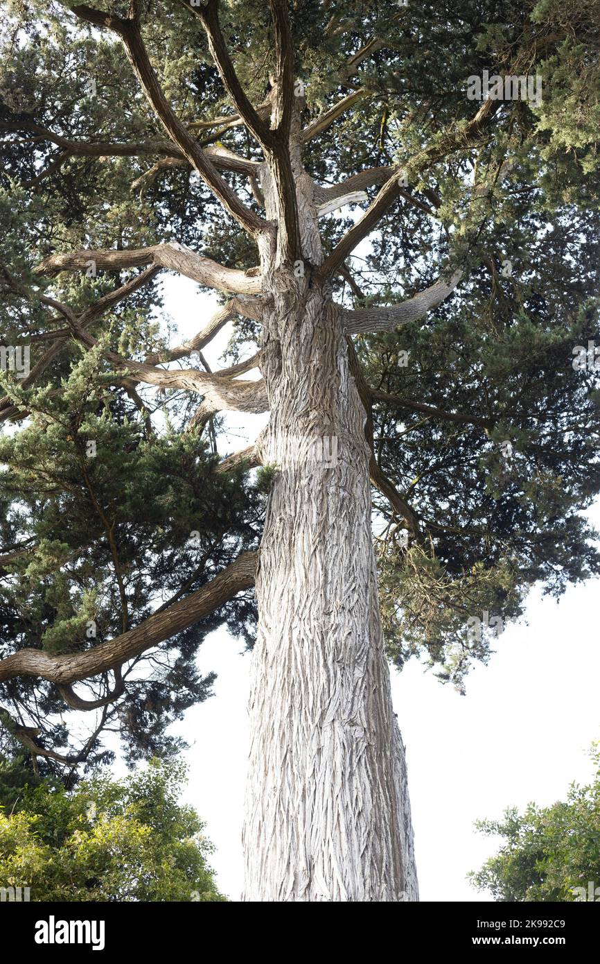 Cupressus macrocarpa - Monterey Zypressenbaum. Stockfoto