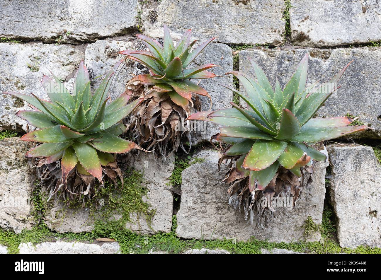 Aloe-Pflanzen wachsen aus Rissen in einer Steinwand. Stockfoto