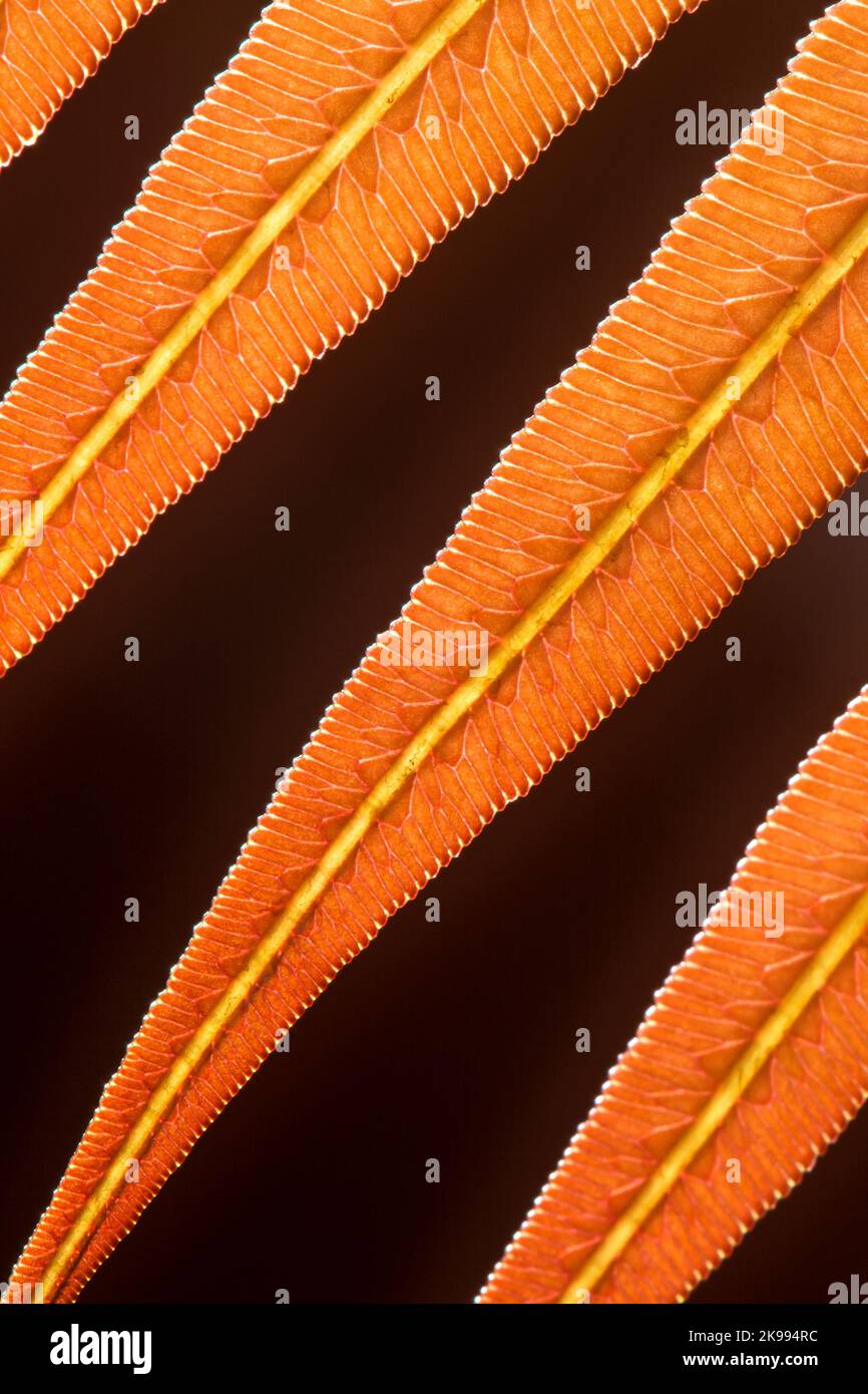 Die Nahaufnahme der Unterseite eines jungen orangefarbenen Farnblattes zeigt Venationstexturen innerhalb des Blattes gegen Schwarz, das im Hintergrund verschwommen ist. Stockfoto