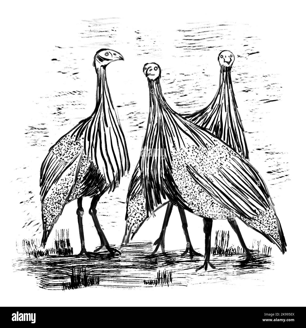 Guineafowl Vogel, handgezeichnete Ilsutration. Natur natürliche realistische Arten Feder Henne Haustiere Zeichnung. Skizze mit schwarzer Linienfarbe Stockfoto