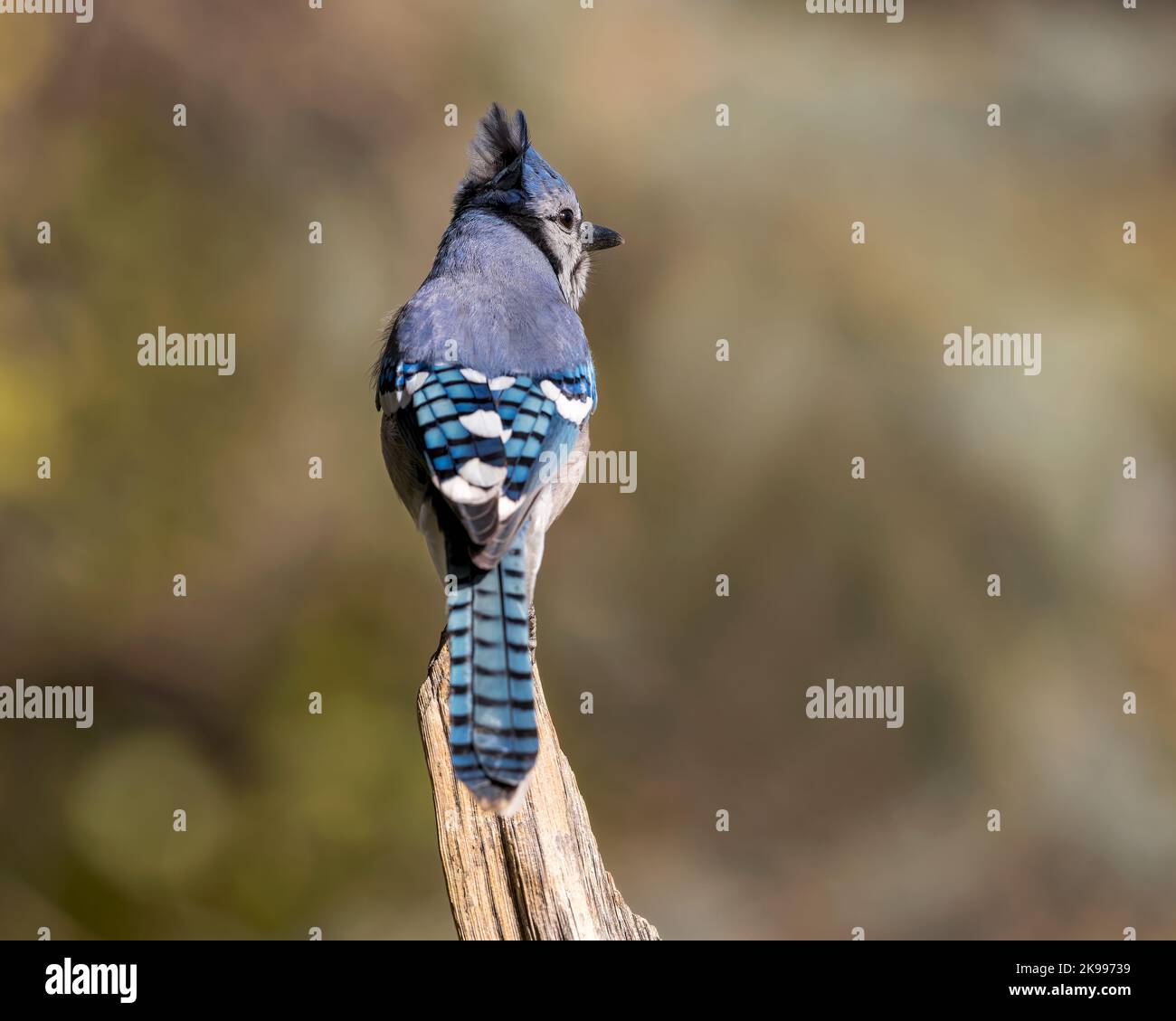 Einen Blue Jay sitzt auf einem Verwitterten stumpf in Cheyenne, Wyoming Stockfoto