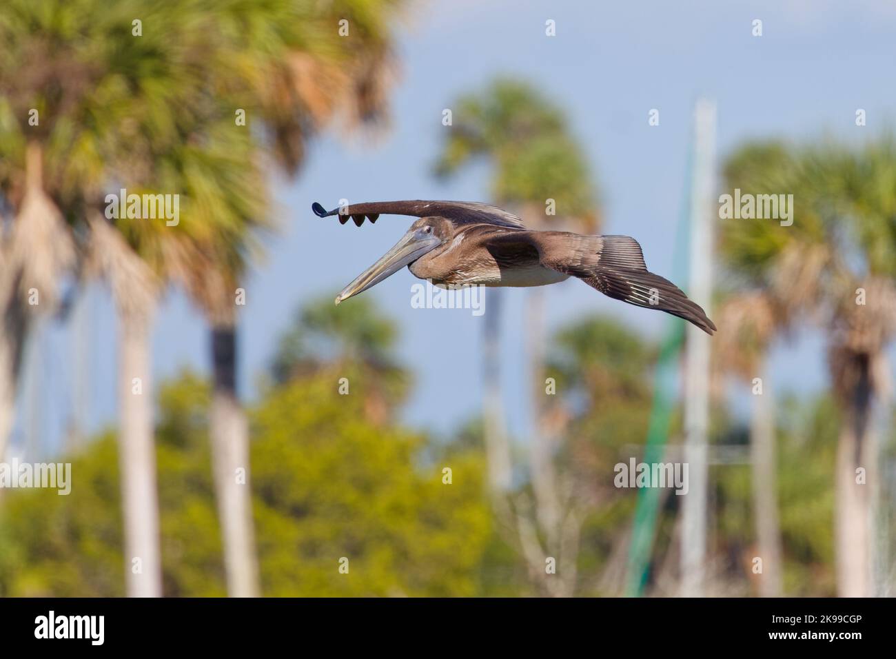 Juvenile Brown Pelican (Pelecanus occidentalis) im Flug, in Florida, mit Palmen im Hintergrund. Stockfoto
