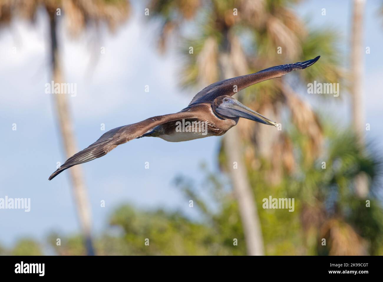 Juvenile Brown Pelican (Pelecanus occidentalis) im Flug, in Florida, mit Palmen im Hintergrund. Stockfoto