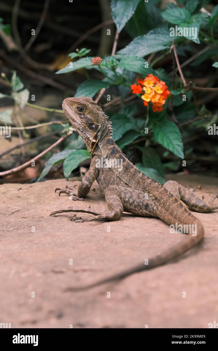 Der östliche Wasserdrache ruht auf einem Felsen mit wunderschönen lantana-Blumen in Cairns, Queensland, Australien Stockfoto