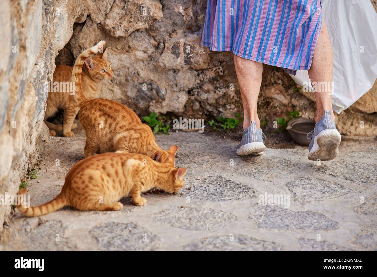 Hafenstadt Ibiza Balearen, Spanien Mittelmeer, Gebäude in der Altstadt und Mauer von Dalt Vila ein Einheimischer ernährt die streunenden Katzen Stockfoto