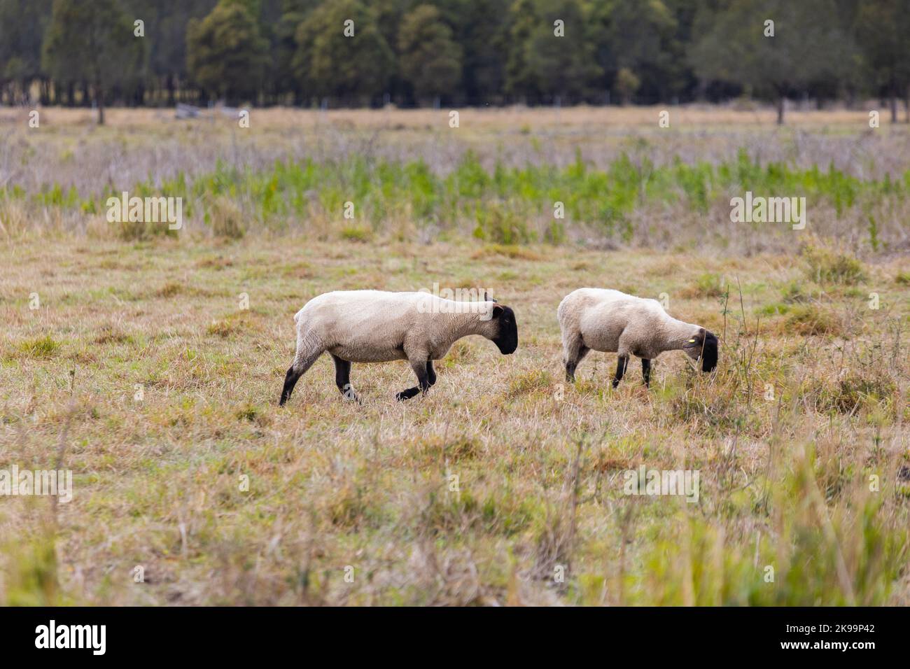 Die beiden Suffolk-Schafe auf der Wiese. Stockfoto