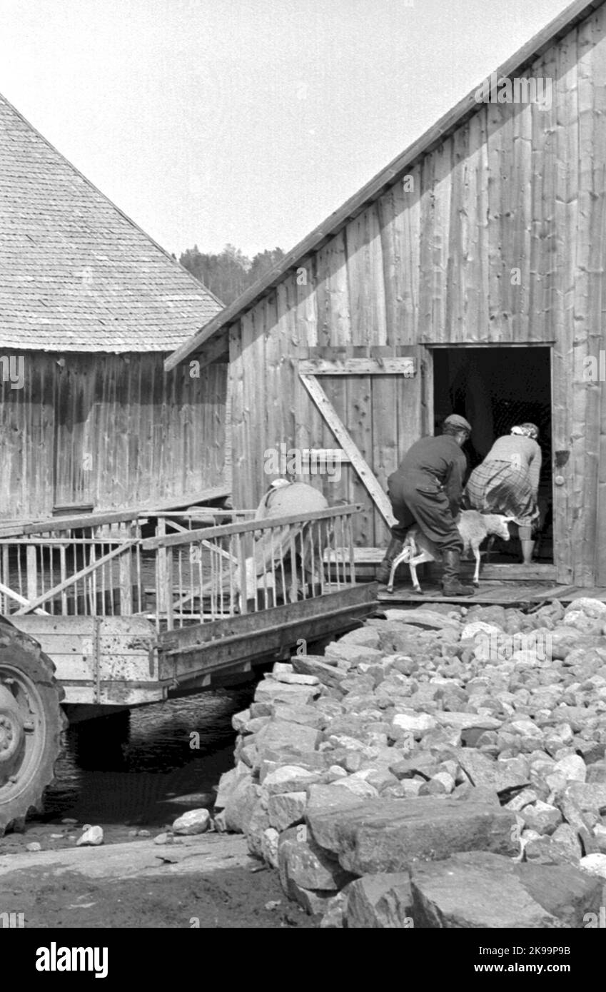 Åland Reise. Archipel. Angellager. Transport von Schafen Stockfoto