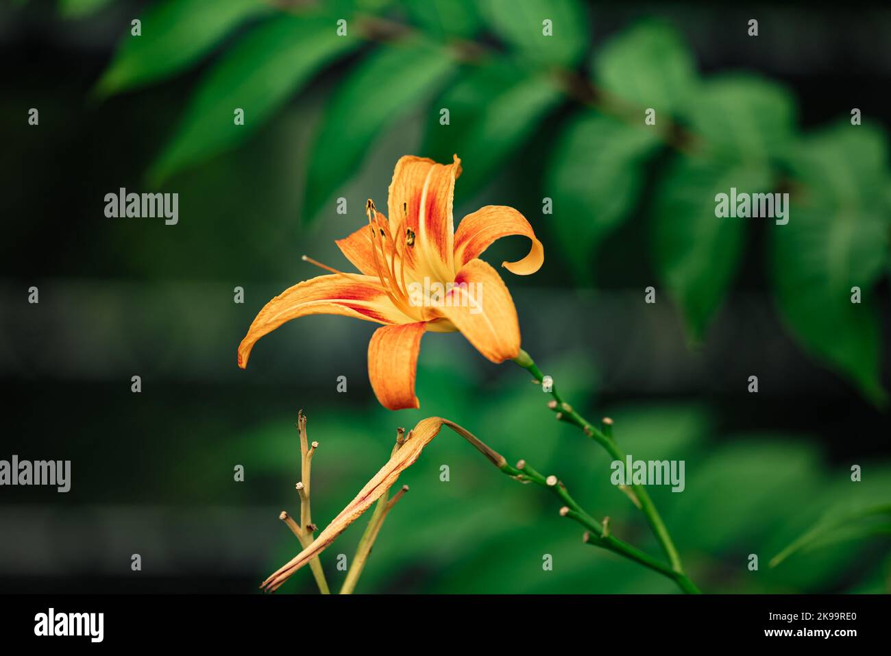 Wunderschöne orangefarbene Tageslilie blüht auf dem unscharfen natürlichen Hintergrund Stockfoto