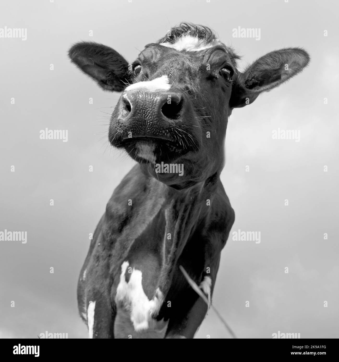 Herzwärmende niederländische Kühe Stockfoto