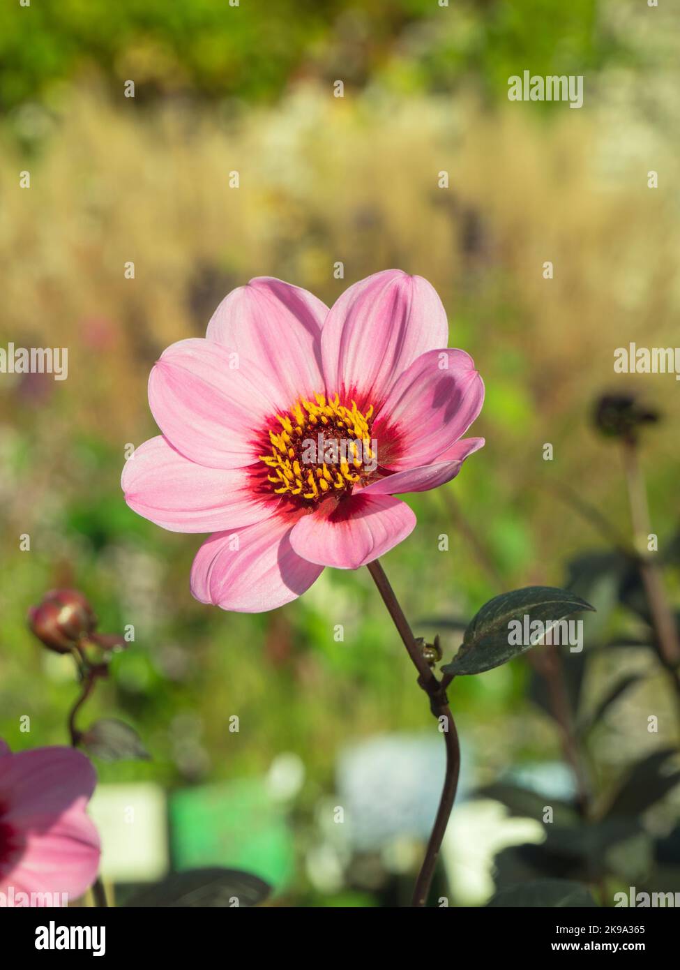 Schöne rosa Blume mit gelben Strichen, die sich der Herbstsonne beugen Stockfoto