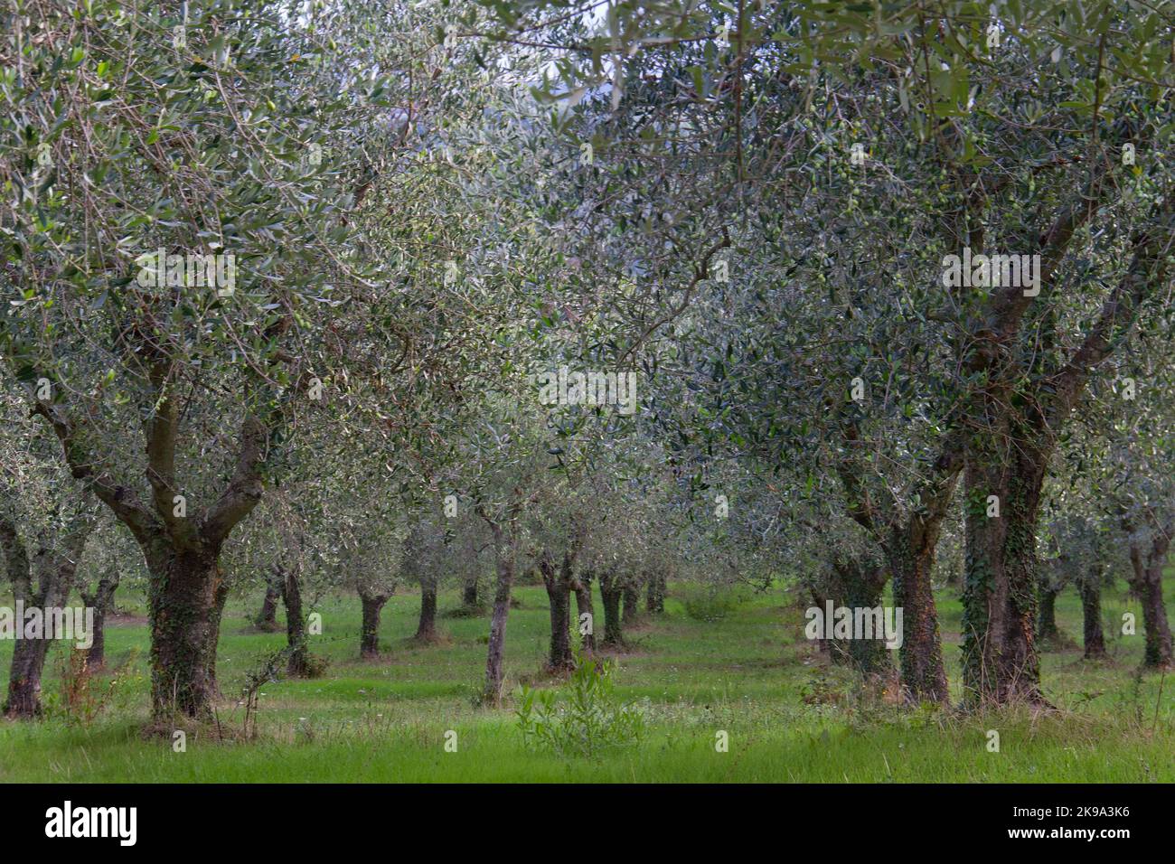 Blick in Olivengarten, Bäume in Reihen, silbrige Blätter Stockfoto