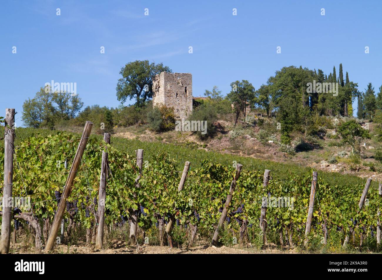 Landschaft in der Toskana mit Weinreben und den Ruinen eines mittelalterlichen Turms Stockfoto