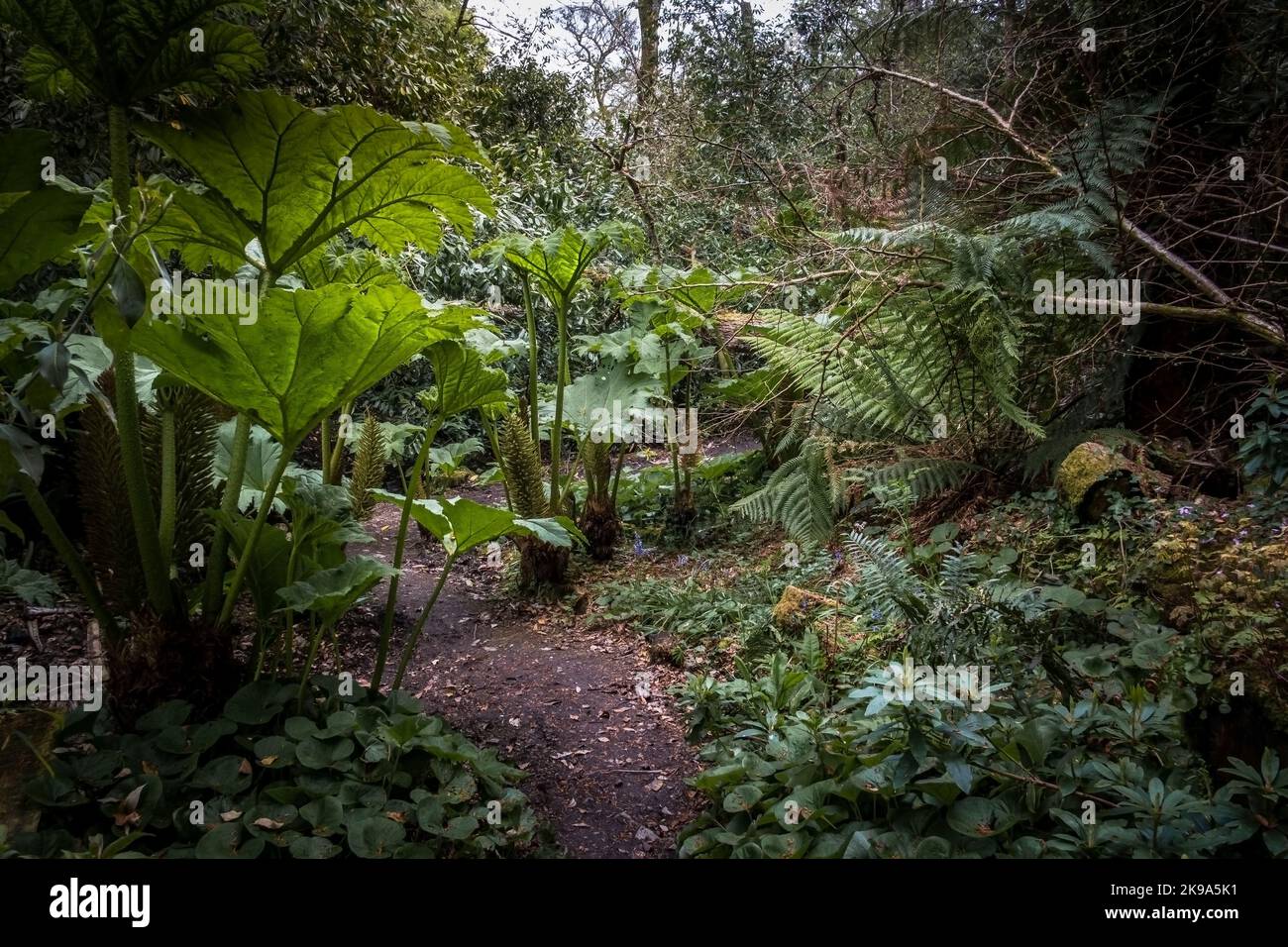 Ein Fußweg im wilden subtropischen Penjjick Garden in Cornwall. Penjerrick Garden gilt in England als echter Dschungelgarten von Cornwalls Stockfoto