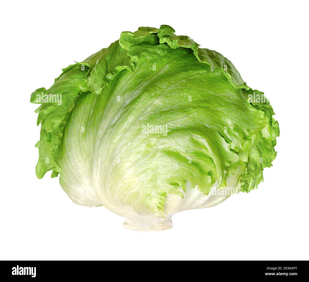 Eisbergsalat oder Knusperkopf, isoliert, Vorderansicht, auf weißem Hintergrund. Frischer, hellgrüner Salatkopf, manchmal auch Kohlsalat genannt. Stockfoto