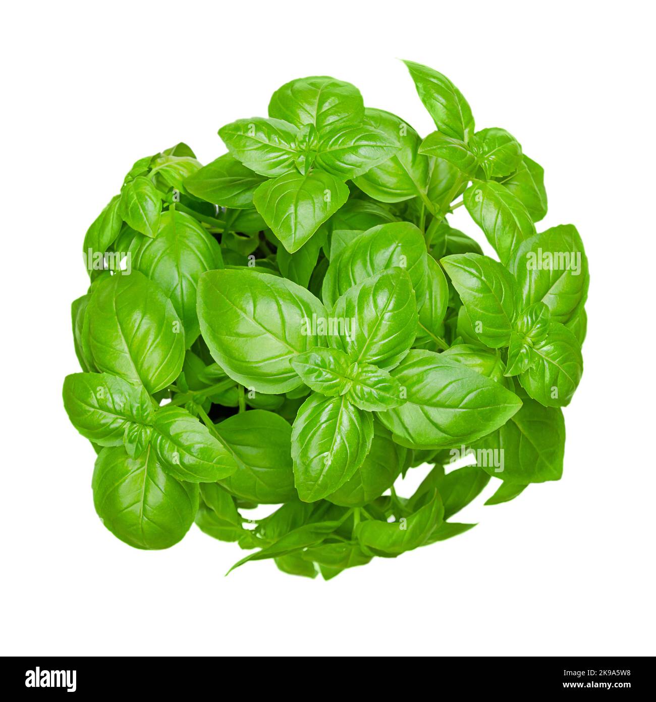 Bund von frischem, süßem Basilikum, isoliert, von oben. Auch bekannt als großer oder genovesischer Basilikum, Ocimum basilicum, ein kulinarisches Kraut in der Minzfamilie Lamiacea. Stockfoto