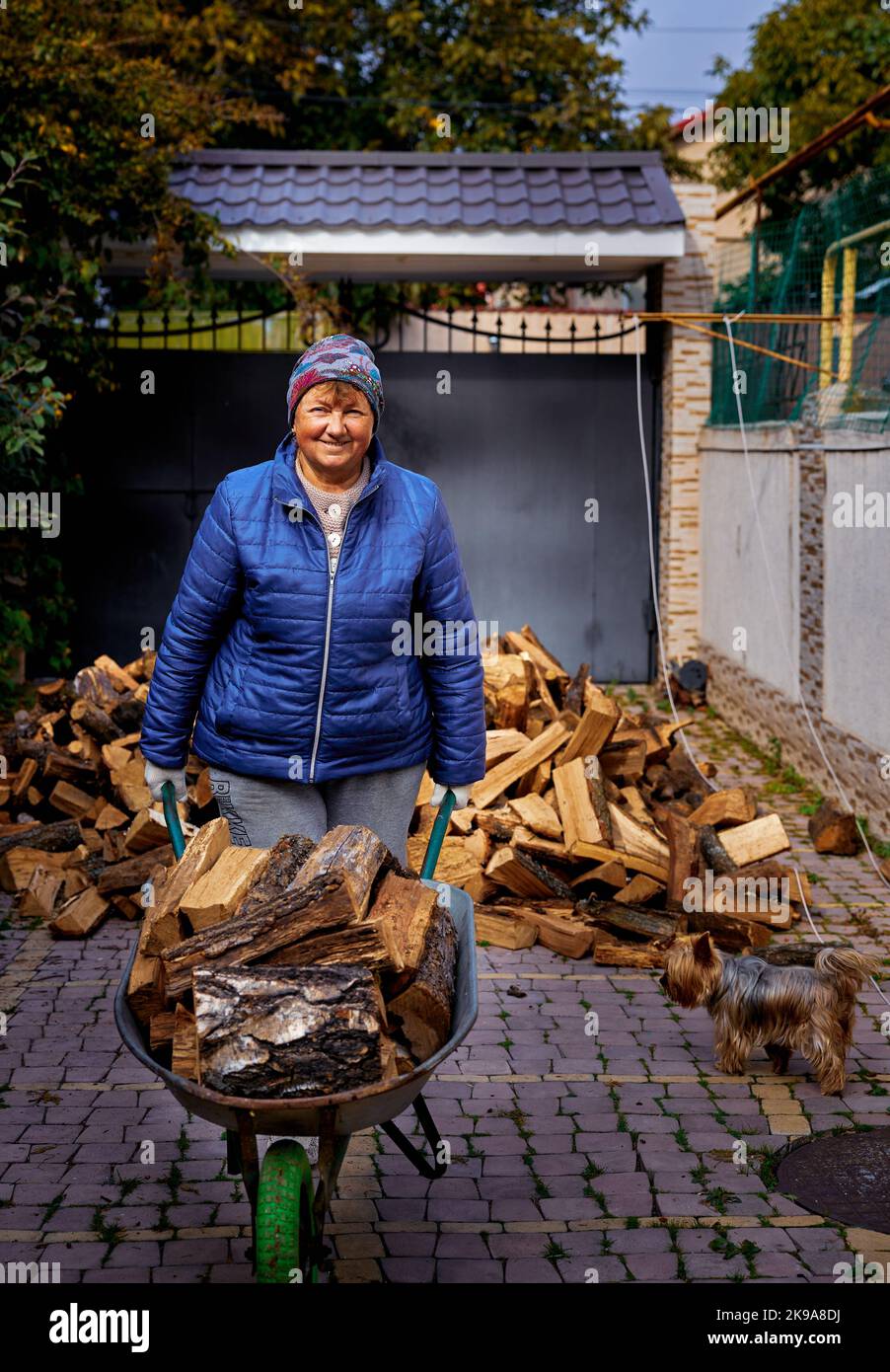 Reife Erwachsene hübsche Frau trägt Brennholz auf einem Wagen in Odessa Ukraine Stockfoto