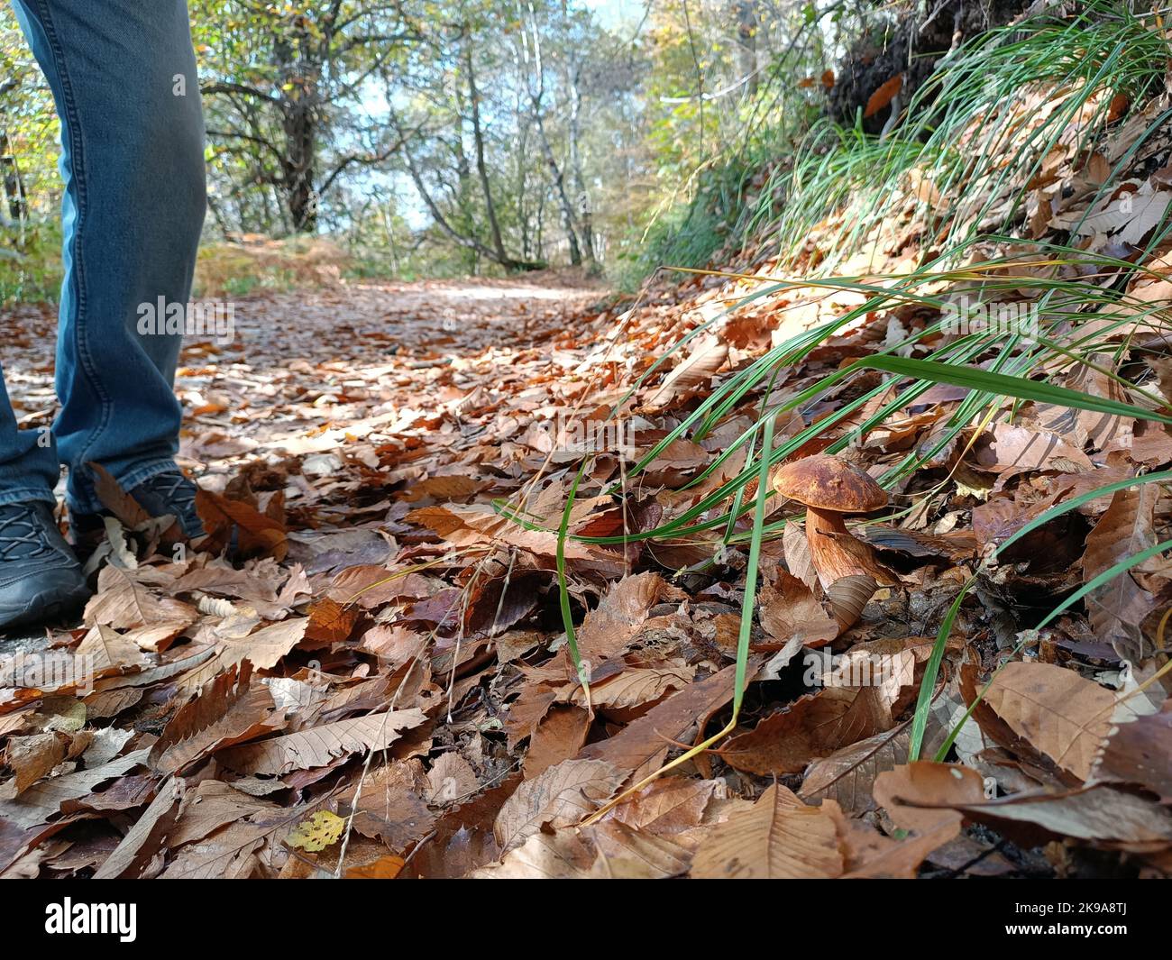 Dickwald im Herbst - Herz des Waldes - über der Stadt Pella, Ortasee, Italien. Stockfoto