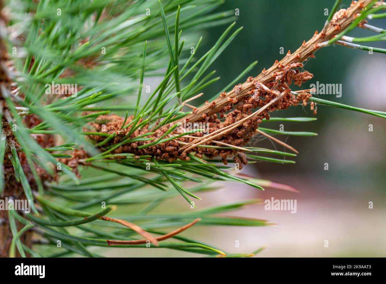 Krankheiten der Nadelbume - Parasiten der Kiefer-Holz-Skleroderriose,  Kiefer Spinner, Sklerophomose und Diplodiasis. Blattluse auf dem Stamm und  Zweige der Kiefer, Krankheiten und Schdlinge von Bumen und Pflanzen  Stockfotografie - Alamy