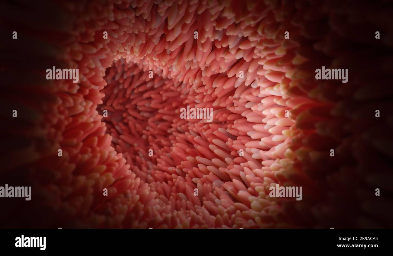 Mikrovilli auf der Oberfläche des Verdauungssystems oder des Darmtraktes. 3D Rendern. Stockfoto