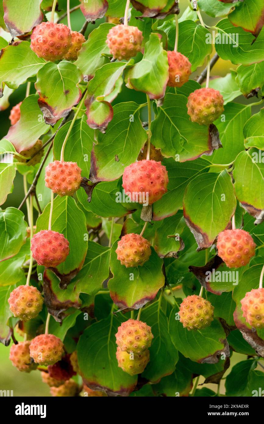 Früchte hängen an Ästen, chinesisches Dogwood, Cornus kousa 'Milchstraße' Stockfoto