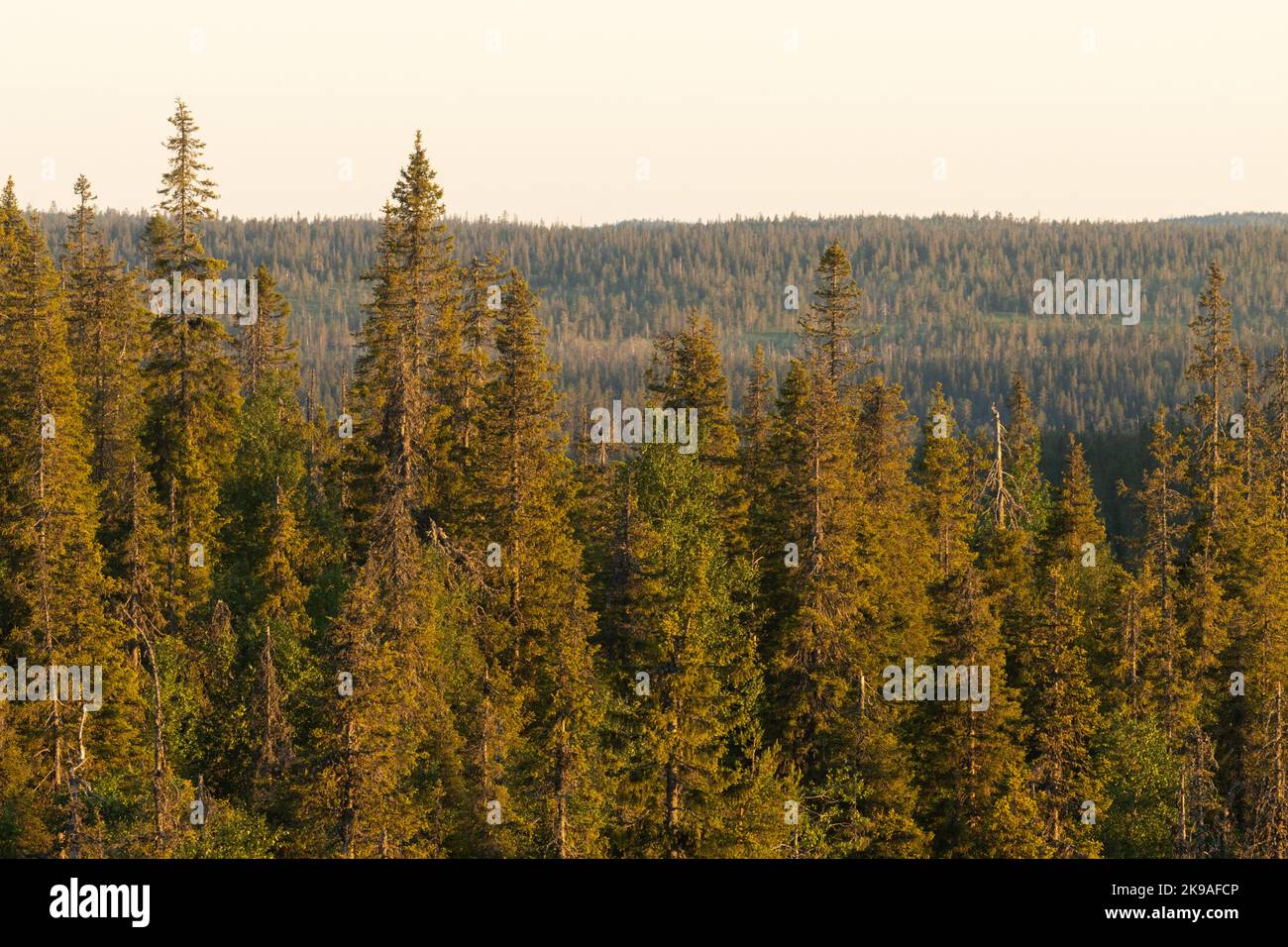 Hohe Fichtenbäume wachsen auf einem Hügel im Riisitunturi-Nationalpark. Aufgenommen an einem Sommerabend in Nordfinnland Stockfoto