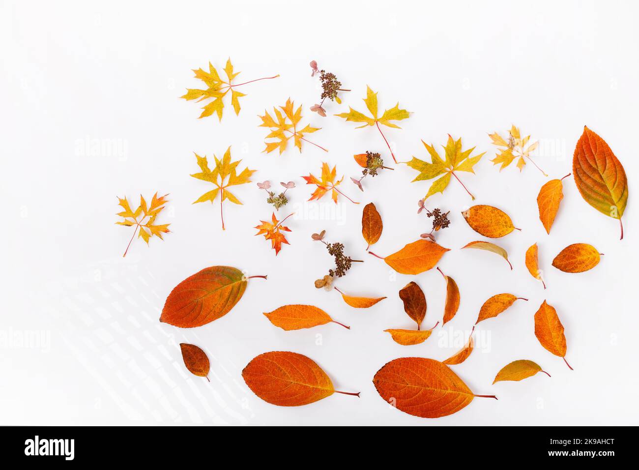 Herbstkomposition. Rahmen aus herbstlich trockenen Blättern, trockene Blüten auf weißem Hintergrund. Flach liegend, Draufsicht Stockfoto