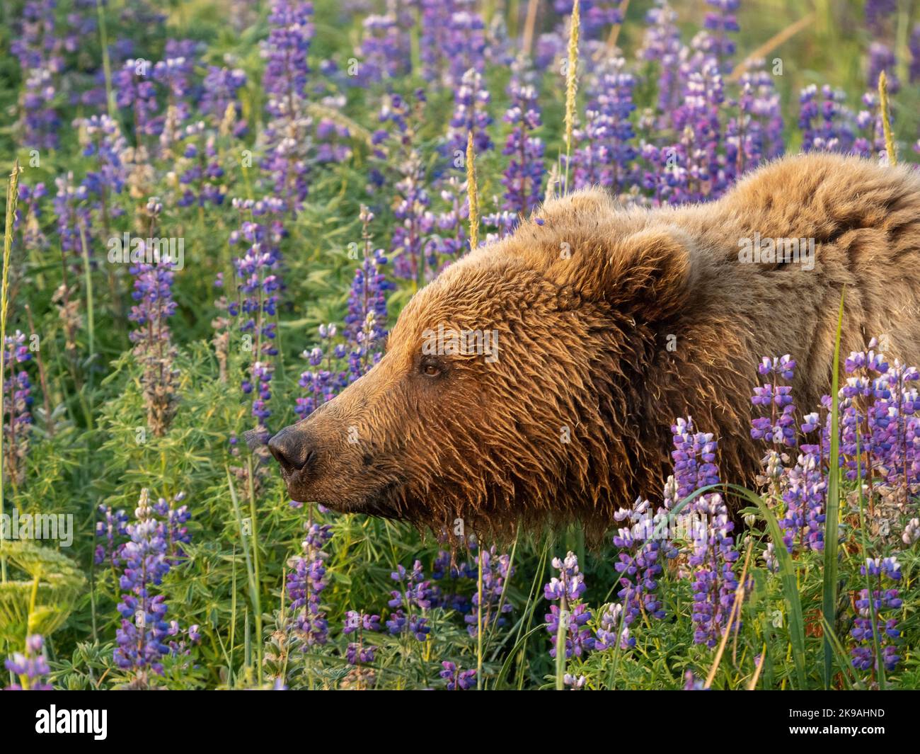 Ein neugieriger Bär schnüffelt die hellen Blumen.Alaska: DIESE SCHÖNEN Bilder zeigen einen braunen Bären, der ein Feld von leuchtend violetten Blumen erkundet und sich in Th faulenzt Stockfoto