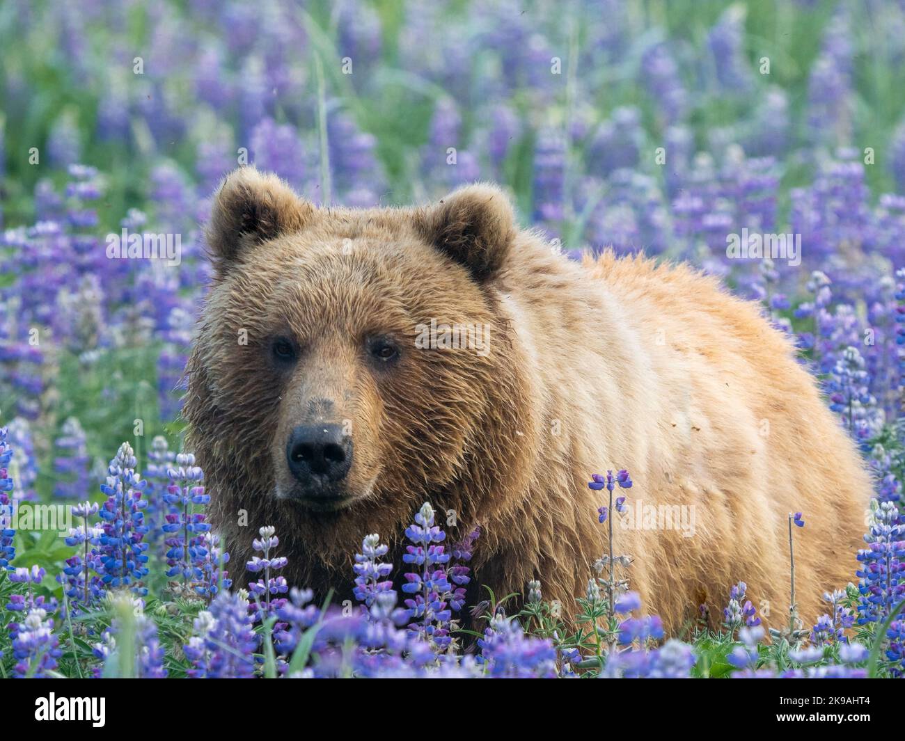 Gefangen von Ron Niebrugge. Alaska: DIESE WUNDERSCHÖNEN Bilder zeigen einen Braunbären, der ein Feld mit leuchtend violetten Blumen erkundet und sich auf dem Feld faulenzt. Eine ima Stockfoto