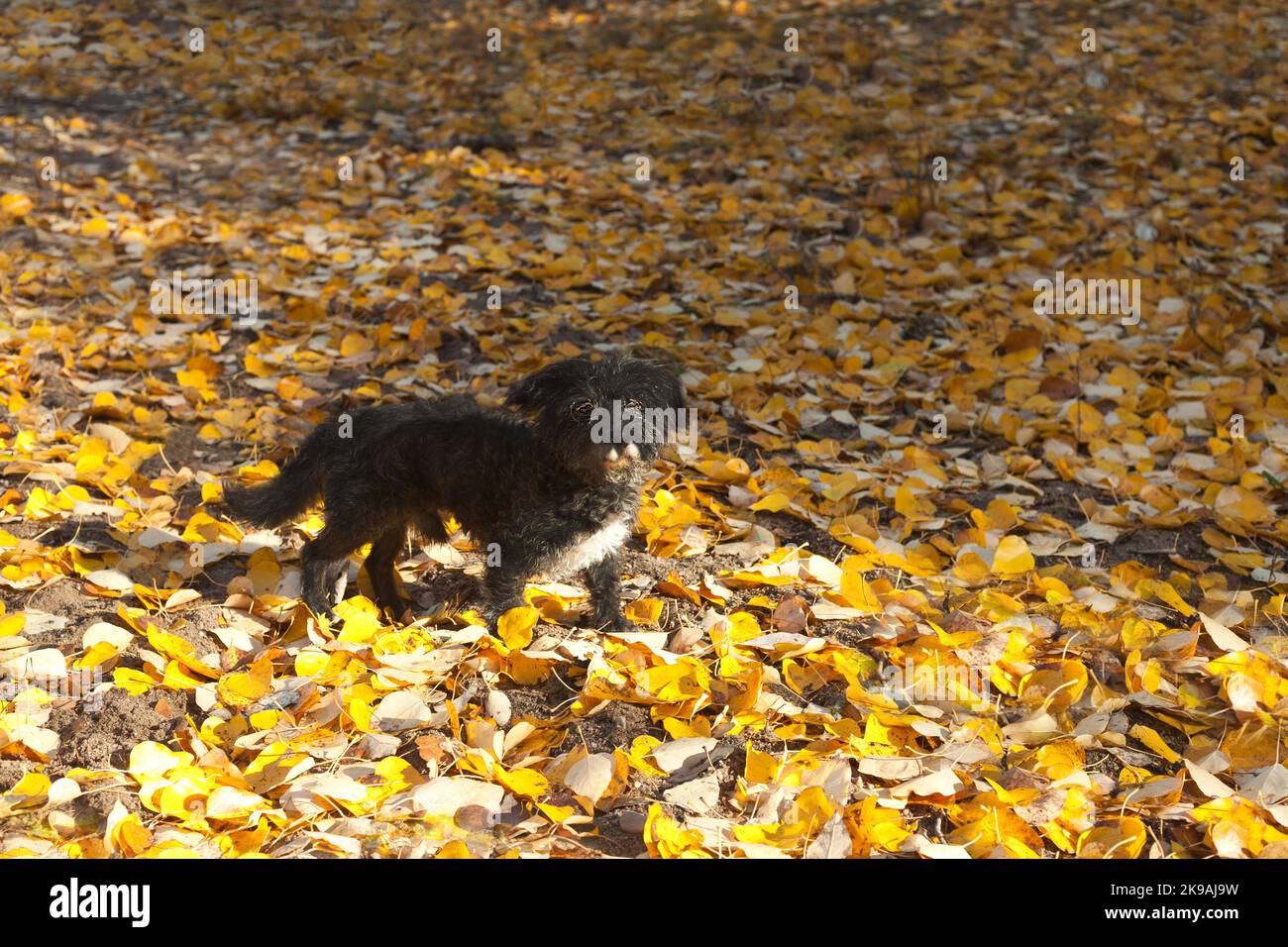 Schwarzer Hund im Herbstwald. Glücklicher, erwachsener, schwarz gemischter Schoßhund, der auf gelben Blättern steht Stockfoto