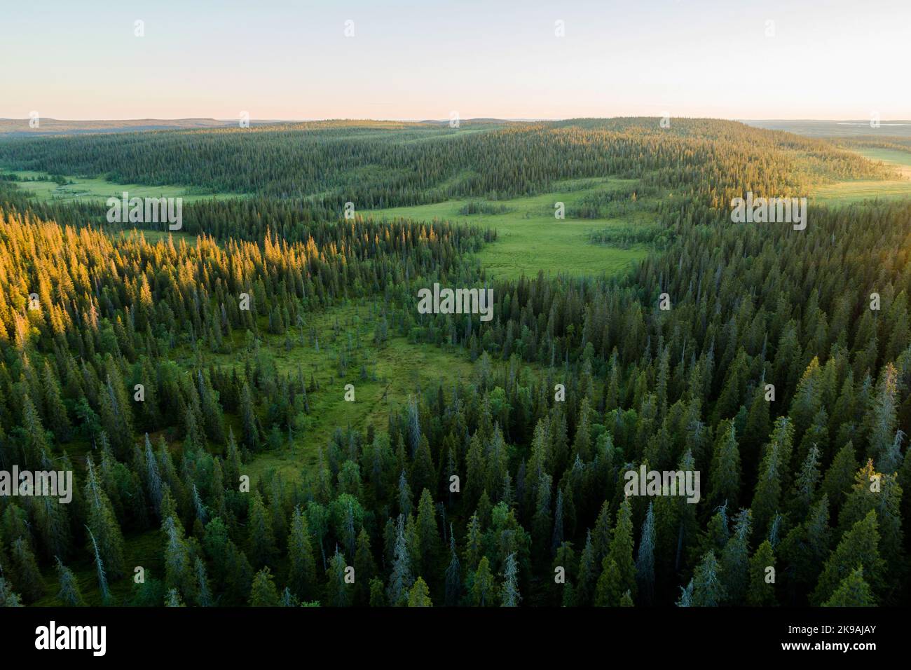 Im Riisitunturi-Nationalpark gibt es eine sommerliche Landschaft mit Wäldern und Mooren Stockfoto