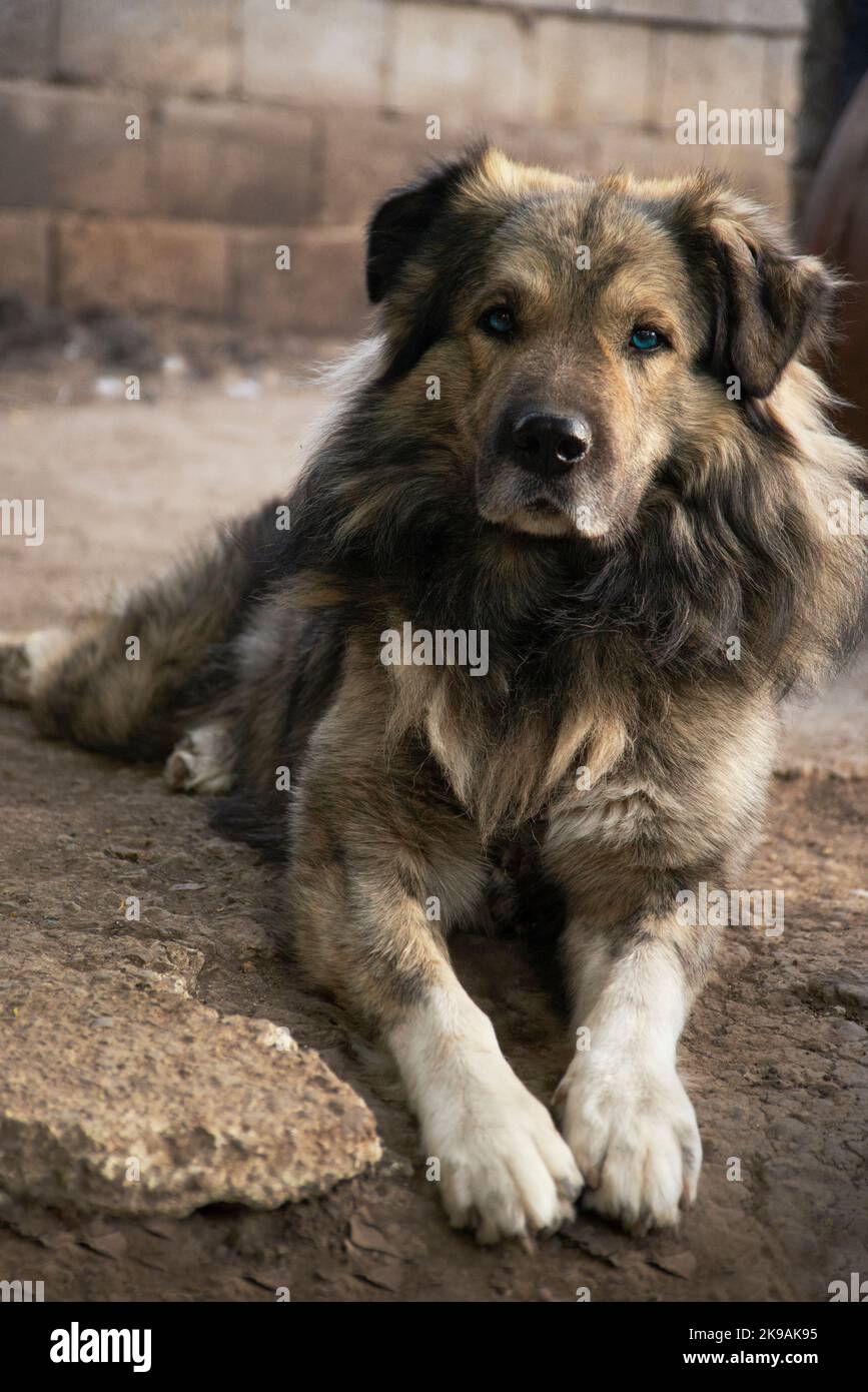 Hunde sprechen, aber nur zu denen, die zuhören können. Stockfoto