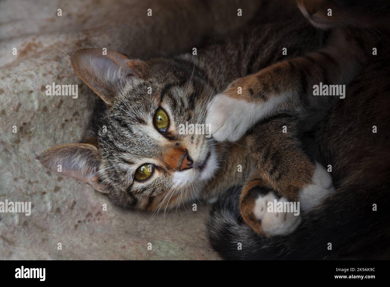 Eine tabby Katze mit grünen Augen verleiht der Kamera einen süßen Look. Stockfoto