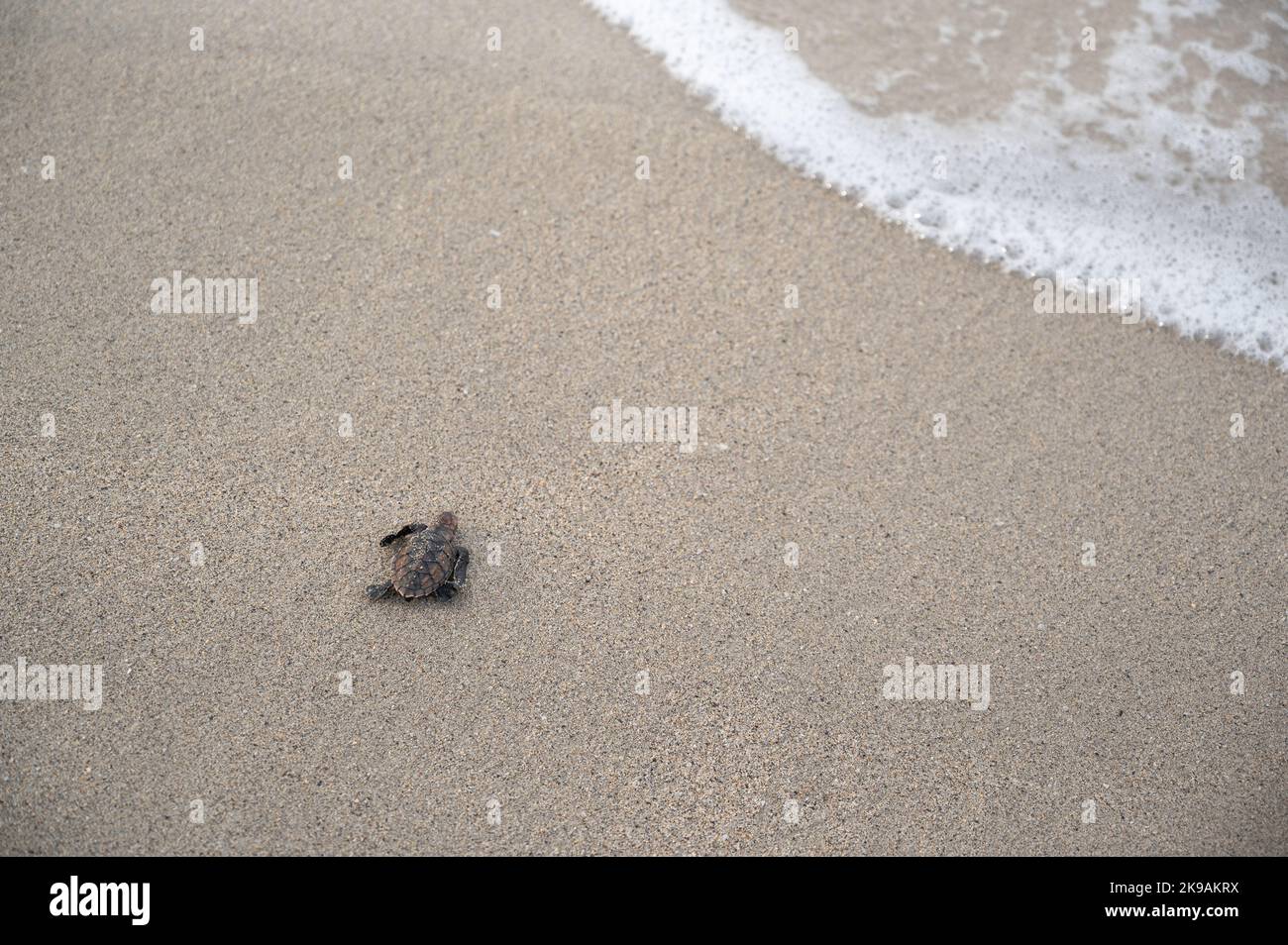 Schildkröten tauchen an einem karibischen Strand auf Stockfoto