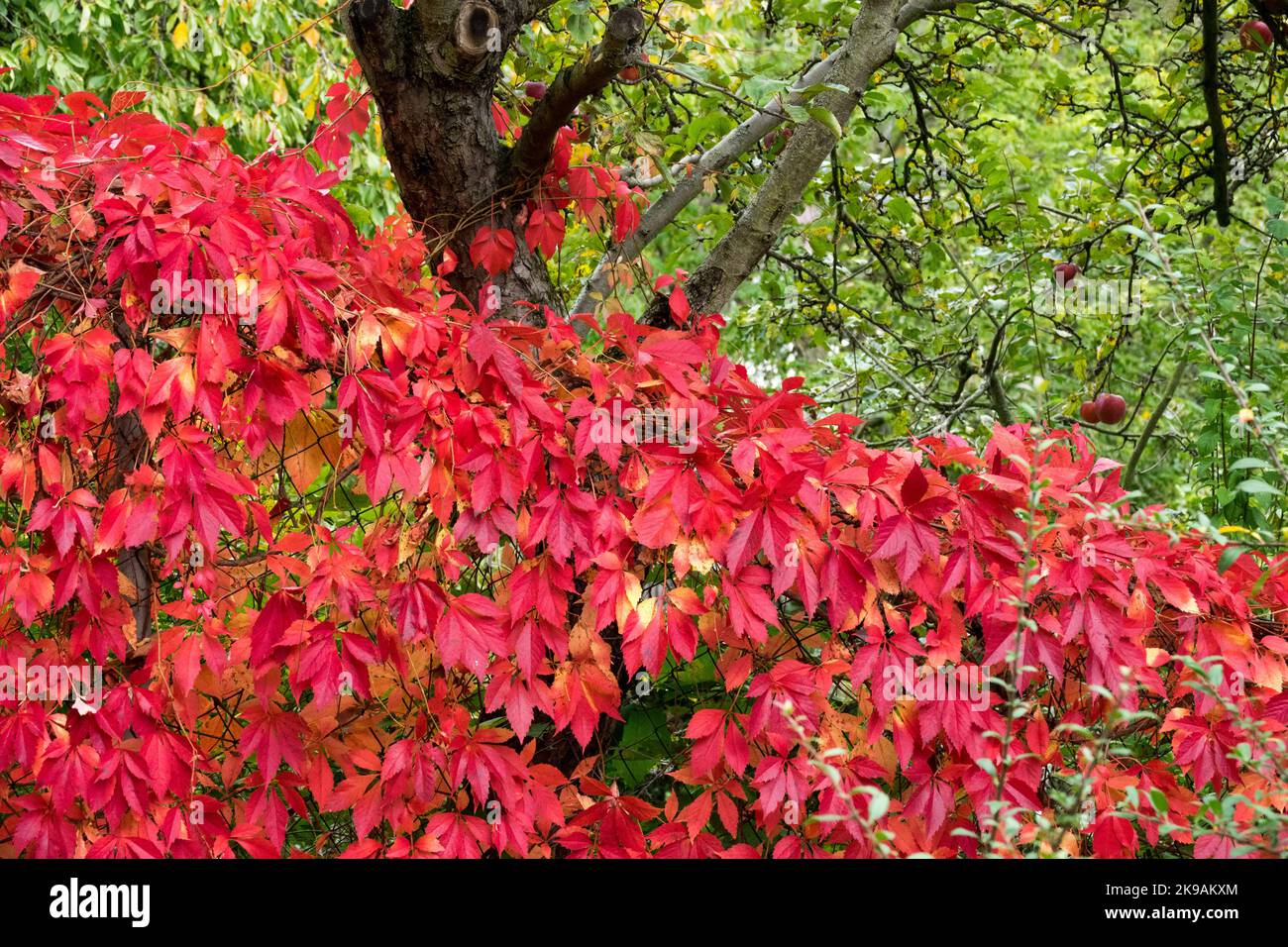 Herbst Virginia Kriechgang Garten bedeckt Drahtzaun Virginia Woodbine Ivy Climbing Plant Boundary Garten, Old Malus Baum Stockfoto