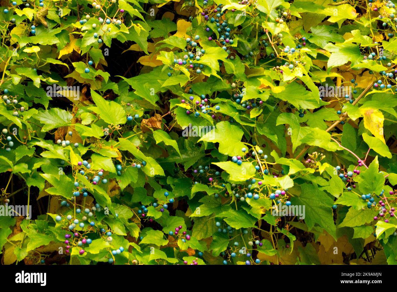 Ampelopsis heterophylla, Herbst, Porcelain Berry Vine, Klettern, Pflanze, Blätter, Beeren Laub Kletterer, Bedeckung Stockfoto