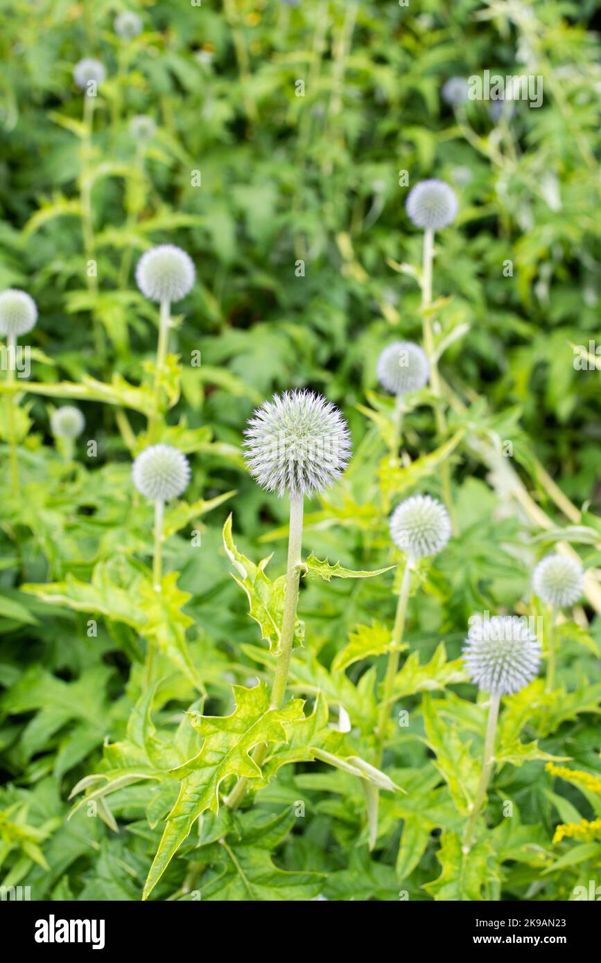 Das Foto wurde im Juli 2022 im National Botanic Garden Wales aufgenommen und zeigt echinops bannaticus taplow, blaue Zahl 4025 Stockfoto