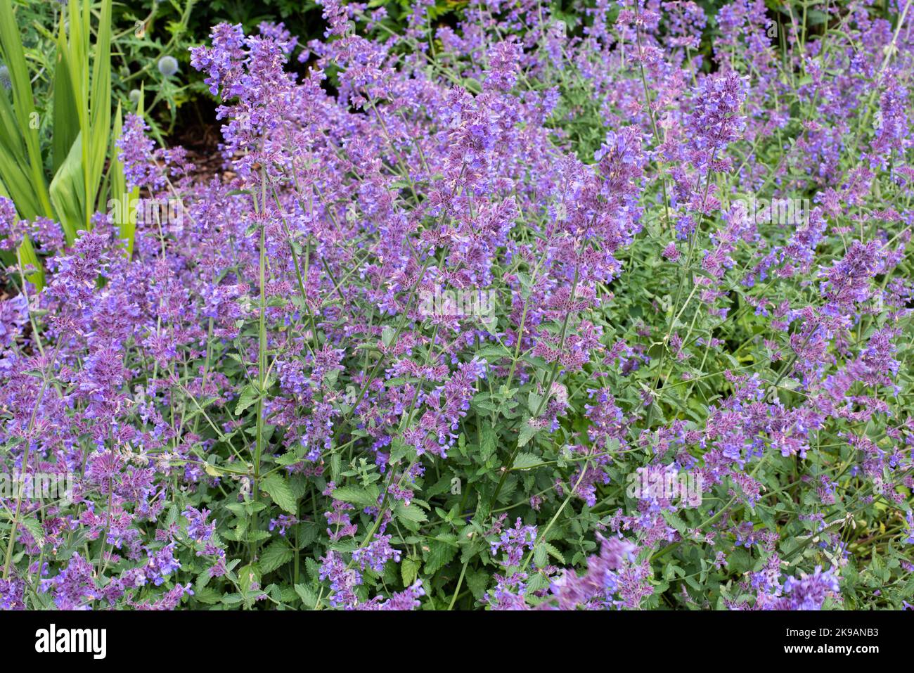 Das Foto wurde im Juli 2022 im National Botanic Garden Wales aufgenommen und zeigt Nepeta - Six Hills Giant. Stockfoto