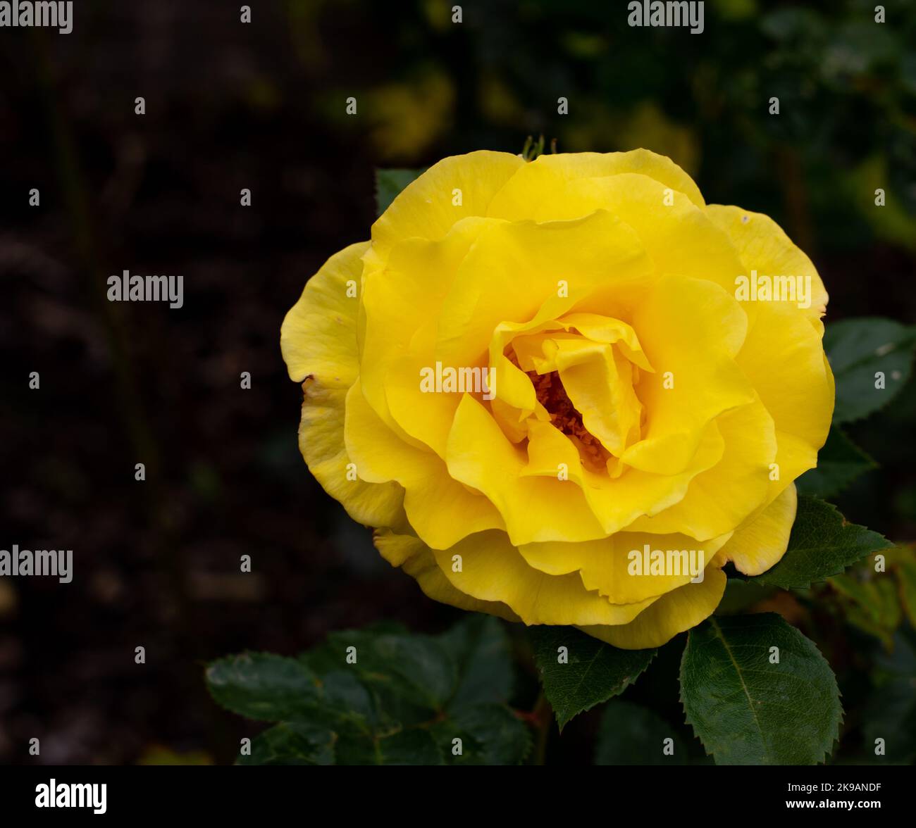 Foto aufgenommen im National Botanic Garden Wales im Juli 2022 mit Rosa Korlillub Nummer 4022 Stockfoto