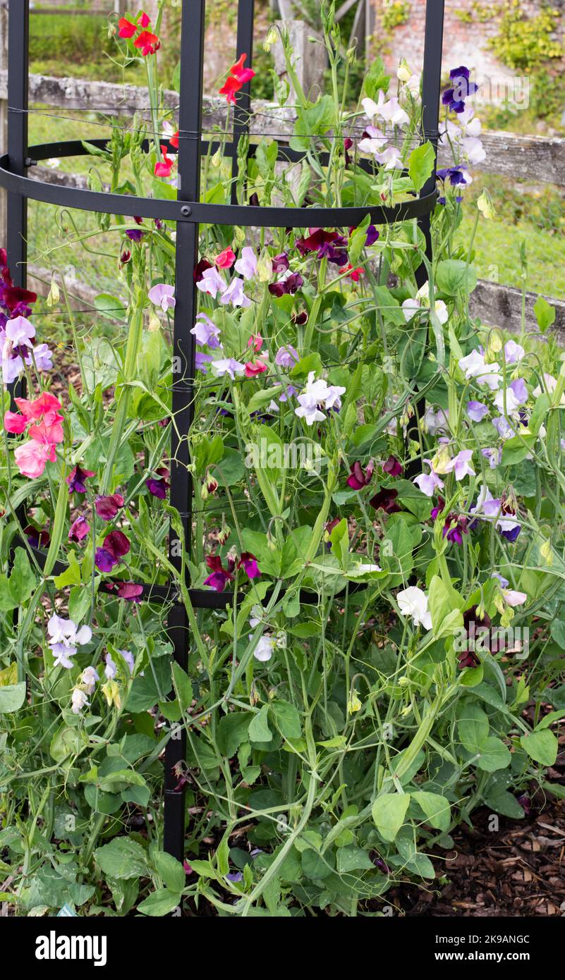 Das Foto wurde im Juli 2022 im National Botanic Garden Wales aufgenommen und zeigt eine Mischung aus süßer Erbsenerde lathyrus odoratus capricorn. Stockfoto