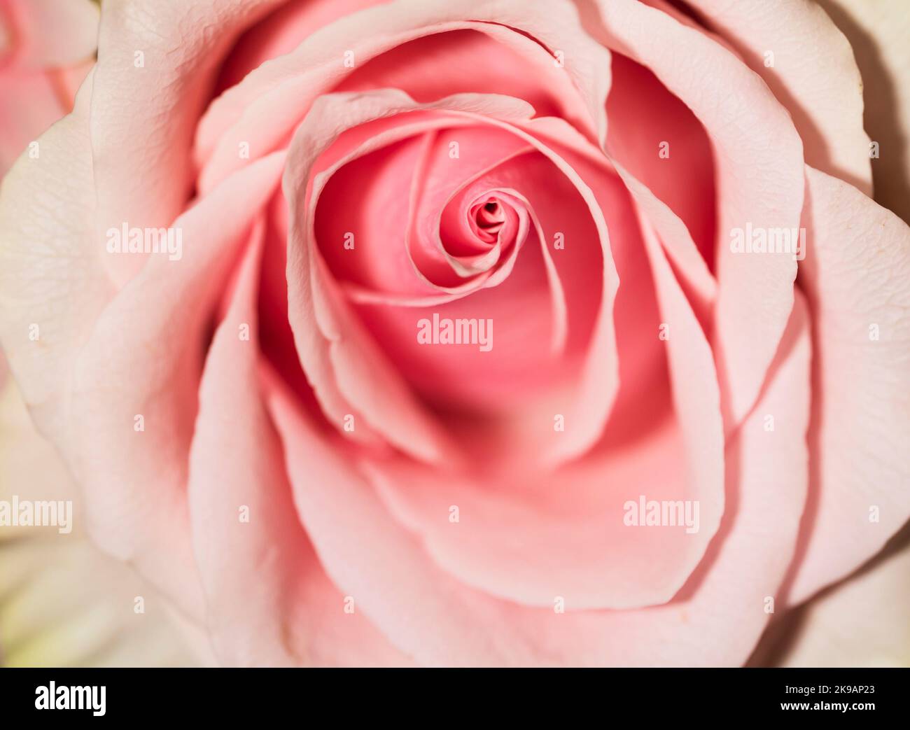 Frische Rosenblätter Hintergrund Stockfoto
